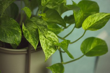 Epipremnum golden, Epipremnum aureum is a deciduous climbing plant of Araceae family. A plant with green heart-shaped leaves grown in a grey pot at home. Plant grows in stylish flower pot indoors.