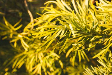 Fern Podocarpus background. Podocarpus gracilior wallpaper. Podocarpus neriifolius green leaves, lush foliage on a bush in the botanical garden. 