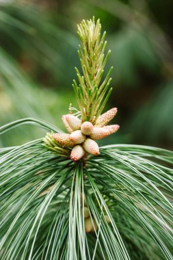 Young cones on pinus nigra, Austrian pine or black pine. Beautiful long needles bokeh. Nature design concept. Pine blossoms in a forest, park, nature reserve. Coniferous oil production Selective focus