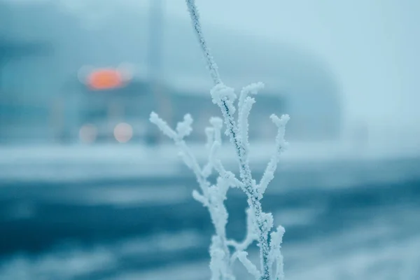 stock image Frost on the grass and flowers, plants in frosty winter day. Frosty, cold weather outside. Climate change concept. Blue natural background in January, February. Snow covered land earth soft focus.