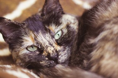 Portrait of a domestic Turtle cat sitting on a couch in home interior. A pet is looking at a camera. Tricolor dark brown and black feline with green eyes and serious muzzle indoors. One lovely kitty.