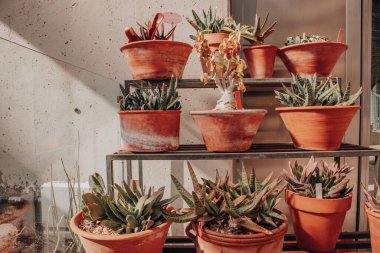 Succulents tropical plants and flowers growing in a greenhouse, home botanical garden. A lot of ceramic red pots are standing on a shelf rack for plants Horticulture, floriculture plants care concept.