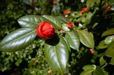 Pink red camellia flowers. Camellia Japanese flower buds on a blossoming bush in spring summer garden. Tender petals among green leaves. Floral background with selective focus. Macro flower bloom.