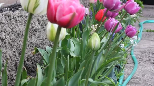 Flowering Multicolored Pink Red Tulips Growing Path Spring Garden Windy — Vídeo de Stock