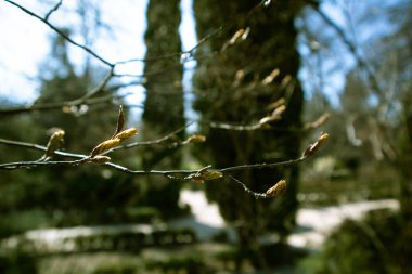 Small young green leaves, buds on the branches of bushes, trees in the spring botanical garden, blurry background. Nature awakening to life after winter. Thin twigs with film filter. Selective focus.