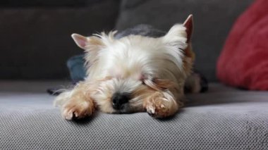 Küçük, şirin, saf bir Yorkshire Terrier köpeği gri bir kanepede, yatakta huzur içinde uyuyor. Kahverengi köpek yavrusu, köpekçik, rahat bir evde kucak köpeği. Köpek cinsi. Evcil hayvan evde uyukluyor..