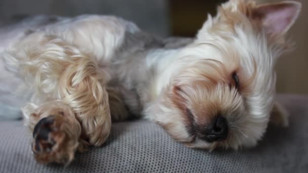 Small Cute Pretty Purebred Yorkshire Terrier Dog Sleeping Peacefully Grey — Vídeo de Stock