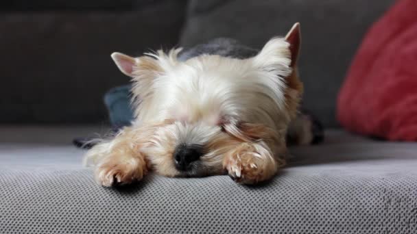 Small Cute Pretty Purebred Yorkshire Terrier Dog Sleeping Peacefully Grey — Stock Video