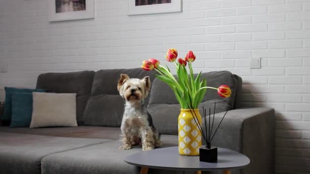 Pretty Little Brown Purebred Yorkshire Terrier Dog Sitting Couch Looking — Video