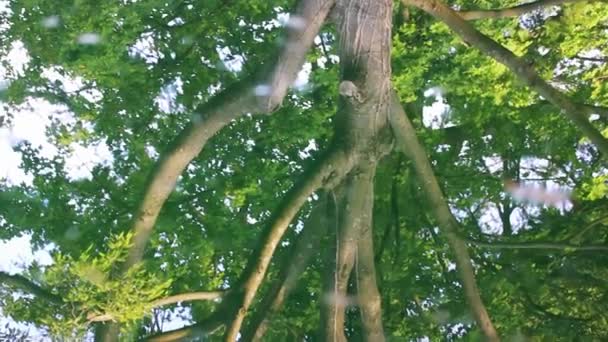 Green Branching Tree Reflects Surface Water Lake Pond River Body — Stok video