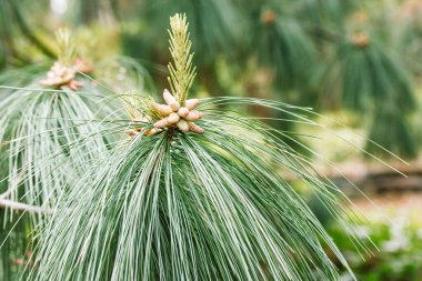 Young cones on pinus nigra, Austrian pine or black pine. Beautiful long needles bokeh. Nature design concept. Pine blossoms in a forest, park, nature reserve. Coniferous oil production Selective focus