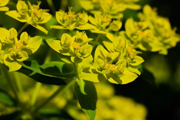 Euphorbia esula yellow flowers in summer park, garden. A flowering green plant with small flowers and leaves. Herbaceous perennial in bloom abstract natural background. Flowering plant outdoors