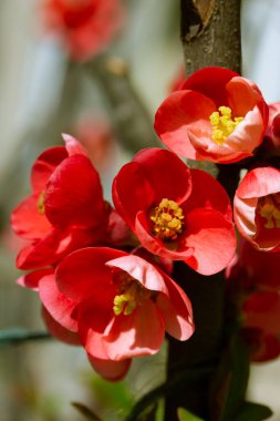 A branch of blossoming Japanese quince red flowers. Blooming perennial shrub in spring garden. Chaenomeles superba hybrids are cultivated forms of quinces in orchard. Gardening, floriculture concept.