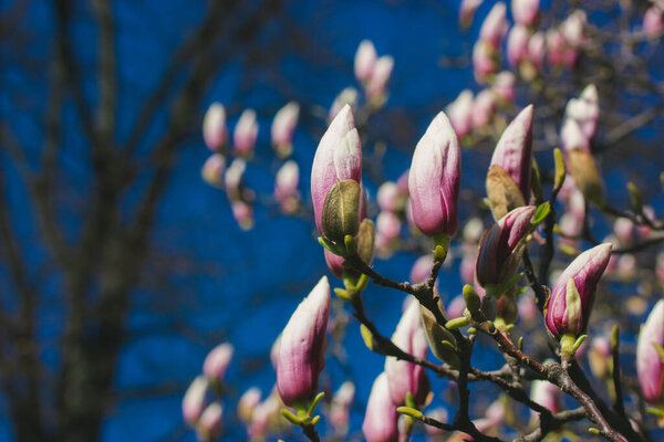 Closed large pink magnolia buds in a spring park, garden against a blue gloomy sky Delicate petals of fragrant spring flowers. Cultivation, floriculture, gardening concept Springtime tree branch twig 