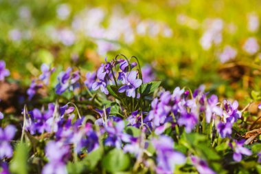 Çiçek açan orman menekşesi Viola odorata. Yeşil bir arka planda çiçek açan küçük kokulu menekşeler. Bahçede, parkta, ormanda açan leylak çiçekleri. Bahar manzarası. Seçici odak.