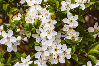 Cherry tree in bloom. White small flowers with delicate petals, pistils stamens Macro photo of a flowering cherries or apricot tree in spring garden. Flowering branches of fruit trees in the orchard. 