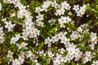 Cherry tree in bloom. White small flowers with delicate petals, pistils stamens Macro photo of a flowering cherries or apricot tree in spring garden. Flowering branches of fruit trees in the orchard. 