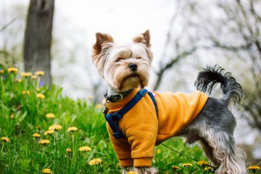 A pretty little cute dog Yorkshire Terrier breed walking on green flowering lawn in spring garden, park. Puppy in warm orange yellow sweatshirt. Clothes for pets. Canine breeds Domestic animal outdoor