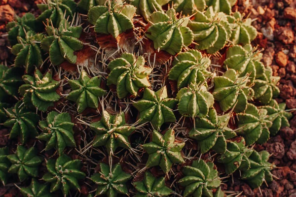 Molochai Meloformis Euphorbia Meloformis Cluster Perennial Succulent Plant Species Genus — ストック写真