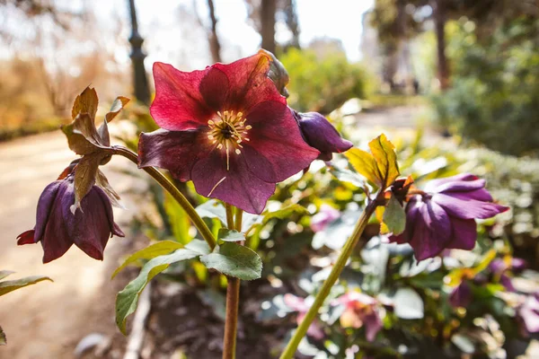 The burgundy flower of the Helleborus, Christmas Rose or Lenten Rose growing in a spring botanical garden. Primroses in early spring on a sunny day. Garden flowers in full bloom. Beautiful buds.