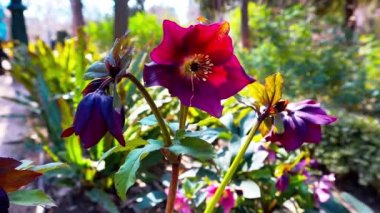 The burgundy flower of the Helleborus, Christmas Rose or Lenten Rose growing in a spring botanical garden. Primroses in early spring on a sunny day. Garden flowers in full bloom. Beautiful buds.