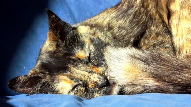 Domowy Kot Żółw Śpi Słodko Niebieskiej Kanapie Wnętrzu Domu Zwierzątko — Wideo stockowe