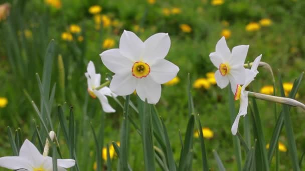 Białe Żonkile Zielonej Łące Wietrze Wiosenny Dzień Piękny Krajobraz Klombem — Wideo stockowe