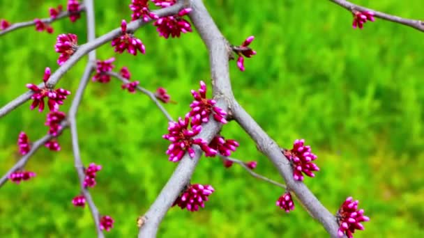 Kwitnące Drzewo Różowymi Zamkniętymi Pączkami Przeciwko Zielonej Jasnej Trawie Ogrodzie — Wideo stockowe