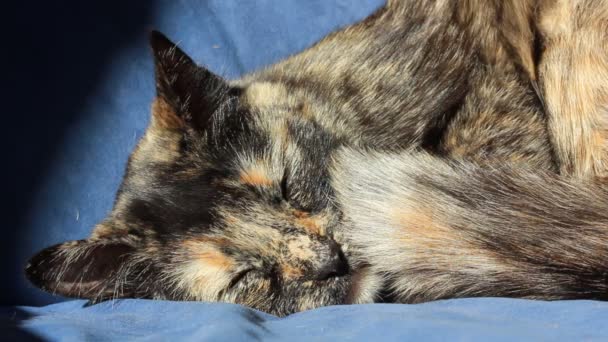 家猫在家里的蓝色沙发上睡得很香 一只宠物在看相机 三色棕色黑色橙色的猫科动物在室内打盹 睡眠不足的小猫咪小睡片刻 — 图库视频影像