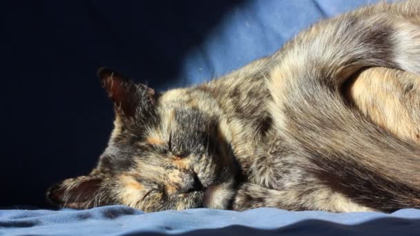 Κατοικίδια Γάτα Χελώνα Κοιμάται Γλυκά Μπλε Καναπέ Καναπέ Στο Εσωτερικό — Αρχείο Βίντεο