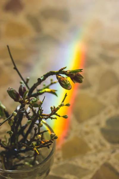 Prachtig Creatief Stilleven Met Boomtakken Gesloten Bloemknoppen Regenbooglicht Voorjaarscompositie Met — Stockfoto