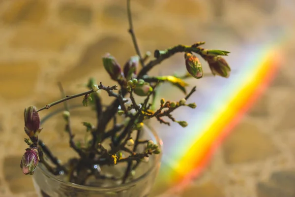 Prachtig Creatief Stilleven Met Boomtakken Gesloten Bloemknoppen Regenbooglicht Voorjaarscompositie Met — Stockfoto