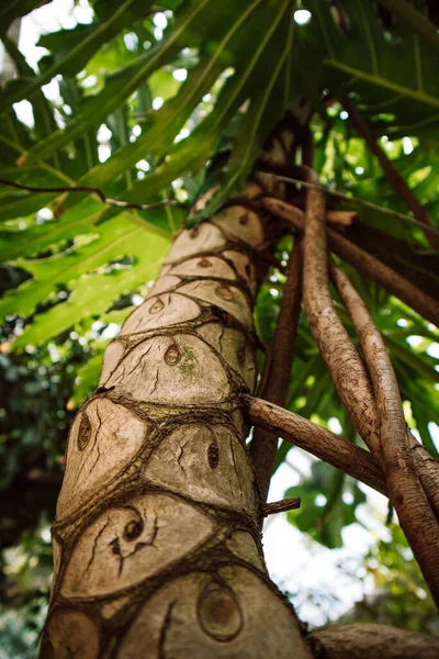 Kmen Větve Popínavého Stromu Kruhovými Řezbářskými Jizvami Stopy Ohyb Větvící — Stock fotografie