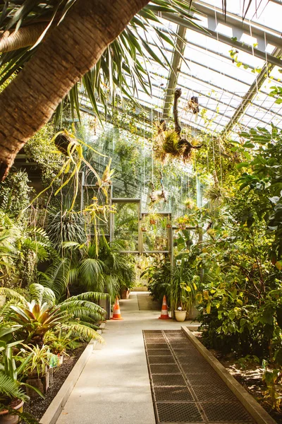 stock image A greenhouse of various palm trees, tropical plants conservatory. Green shrubs and trees cultivation. Green space in botanical garden. Vertical photo. Ecology concept.