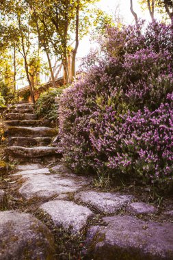 Botanik bahçesinde, çiçek açan leylak pembesi küçük çiçekler, çalılık ve manzara tasarımında çiçek aranjmanı arasında uzanan taş kaldırım yolu. Güneşli bir günde bahar bahçesi. Gelişen doğa.. 