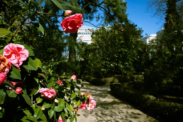 Buisson Aux Roses Roses Décolorées Des Camélias Fleurs Dans Jardin — Photo