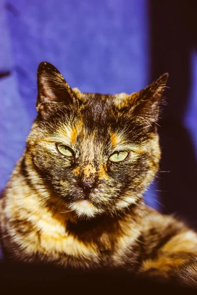 家猫躺在家里的蓝沙发上 目不转睛地看着照片 三色棕色的黑色猫咪在室内休息 可爱的猫科动物垂直背景 — 图库照片
