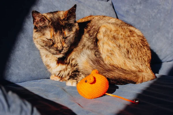 家猫躺在家里的蓝色沙发上 看着一只玩具橙色的老鼠 流线型宠物玩具 三色棕色的黑色猫咪在室内休息 土生土长的懒猫动物捕猎动物很好玩 — 图库照片