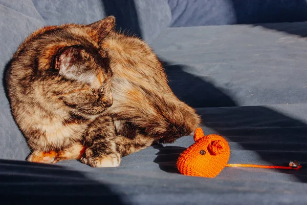 Domowy Kot Żółw Leży Niebieskiej Kanapie Domu Patrzy Zabawkę Pomarańczowy — Zdjęcie stockowe