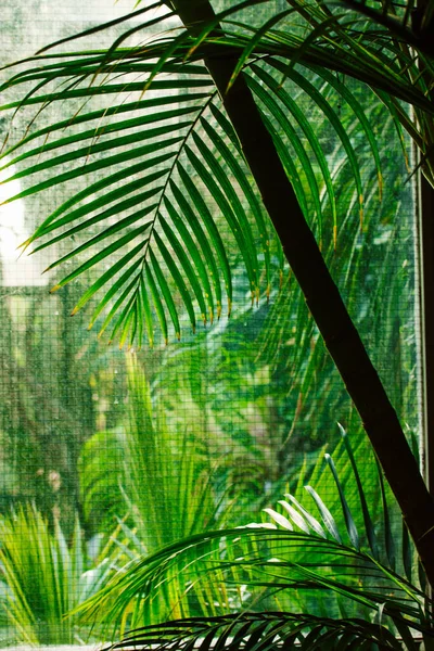 Nádherné Palmy Čerstvými Zelenými Listy Rostoucími Divoké Přírodě Džungle Palmy — Stock fotografie
