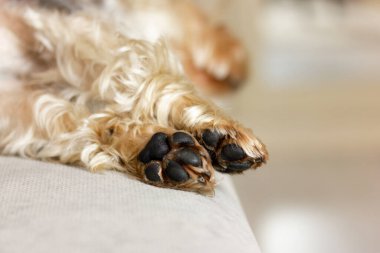 Bej arka planda siyah köpek patileri. Küçük şirin safkan Yorkshire Terrier köpeği bir kanepede, yatakta huzur içinde uyuyor. Kahverengi altın köpek, kuçu kuçu, kuçu kuçu. Köpek cinsi. Evcil hayvan.