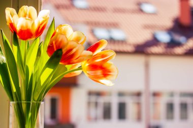 Cam vazoda taze turuncu kırmızı lale buketi açık ışık arka planına karşı metin için yer açılmış. Güneşli bir günde bahar çiçekleri açar. Boş alan ile çiçek düzenleme
