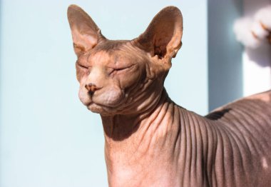 Beautiful bald Canadian Sphynx kitty muzzle portrait on light blue background. Amazing cat enjoying a sunshine. International Cat Day. Sphinx feline cat dreaming with closed eyes. Lovely pet indoors. 