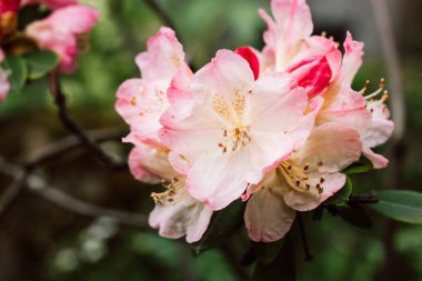 Çalı çırpı Rhododendron Percy Wiseman. Japon açelyasının minyatür pembe çiçekleri yeşil arka planda Yakushimanum bitkisine karşı İlkbahar Bahçesi Çiçek Festivali 'nde çiçek açıyor.
