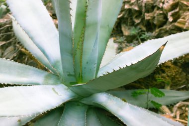 Botanik bahçesinde yetişen sivri dikenli dev mavi-yeşil agave yaprakları. Kuşkonmaz bitkisinin arka plan dokuları. Meksika 'nın egzotik bitkileri farmakolojide, kozmetik ürünlerde kullanılır. Kaktüs sulu.