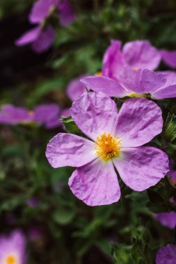 Cistus creticus 'Rock Rose' pink flowers. Cistus incanus. Evergreen Mediterranean native blossoming plant in spring summer garden. Wild nature flower with yellow stamens surrounded by crepey petals.