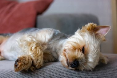 Küçük, şirin, saf bir Yorkshire Terrier köpeği gri bir kanepede, yatakta huzur içinde uyuyor. Kahverengi köpek yavrusu, köpekçik, rahat bir evde kucak köpeği. Köpek cinsi. Evcil hayvan evde uyukluyor..