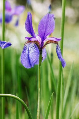 Blue Irises Hollandica wallpaper. Ornamental hybrid beautiful bulbous bulb plants blooming in spring botanical garden, summer flower bed. Flower festival in spring season. Blossoming nature landscape.