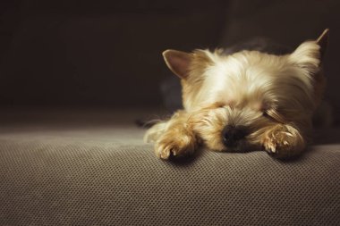 Küçük, şirin, saf bir Yorkshire Terrier köpeği kanepede, yatakta huzur içinde uyuyor. Kahverengi köpek yavrusu, köpekçik, rahat bir evde kucak köpeği. Köpek cinsi. Evcil hayvan içeride. Metin için Copt alanı.
