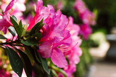 Rhododendron Japon Azalea Anne Frank türü. Bahar botanik bahçesinde çiçek açan uzun ömürlü çalılar. Büyük pembe leylak çiçekleri arka planda. Pembe Satsuki açelya çiçek festivali